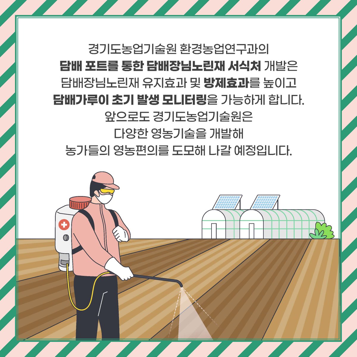 안녕하세요, 여러분! 😉
경기도농업기술원입니다.

작물의 생육을 방해하는 담배가루이는 화학약제에 대한 저항성이 강해 #담배장님노린재가 방제에 사용되곤 하는데요. 담배장님노린재의 서식처를 제공한다면 방제 효과를 더욱 높일 수 있습니다

#경기농업+ #담배장님노린재 #담배가루이