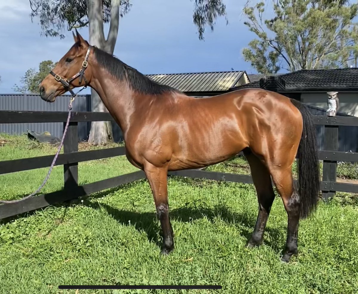 matthewjzammit's tweet photo. Have a look at the condition of Highly Desired as he works his way back for another campaign. @leverracing doing an amazing job keeping our 8yo gelding happy, healthy &amp; feeling as fresh as a 3yo colt in spring! 💪🙏🏻🔴⚪️ https://t.co/1IHaNeuahM