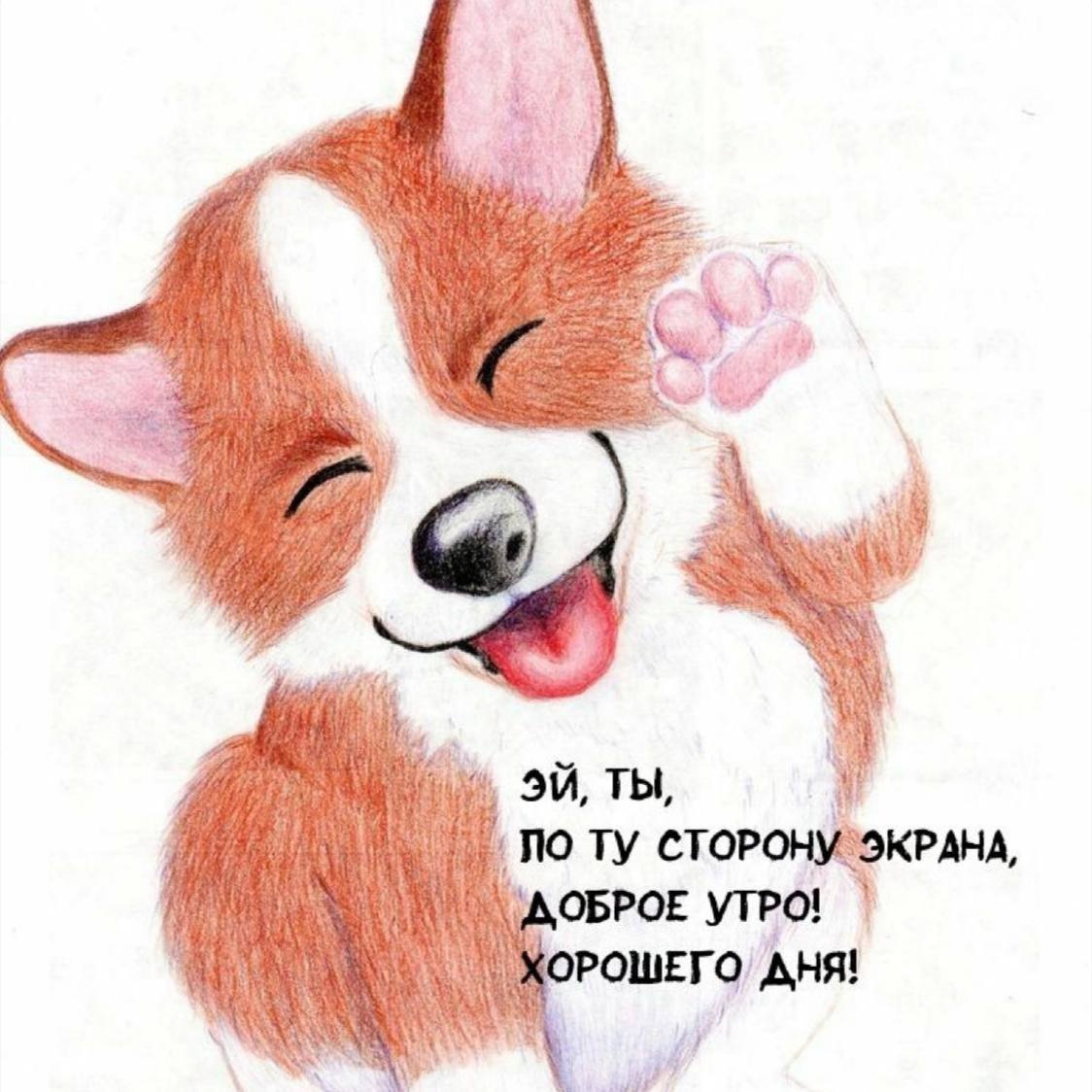 Корги рисуночек миленький