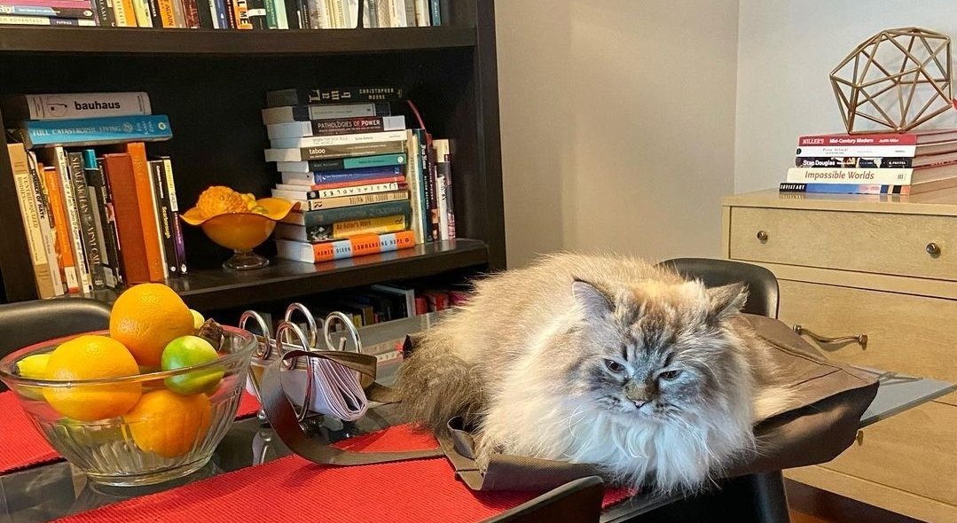 TMI_Uruguay's tweet photo. In other #ShadowFam updates...
#WiseWords with @arosende...nap time for #KimSueMurray and #Patate...@VanessaMatsui is a proud luncher mama...while #Nigel is "Trying to blend in with my surroundings." @AdamKWilson
#ChicagoFire @KSMselftapes #GhostBFF #TheBreach https://t.co/SBwzsIea1K
