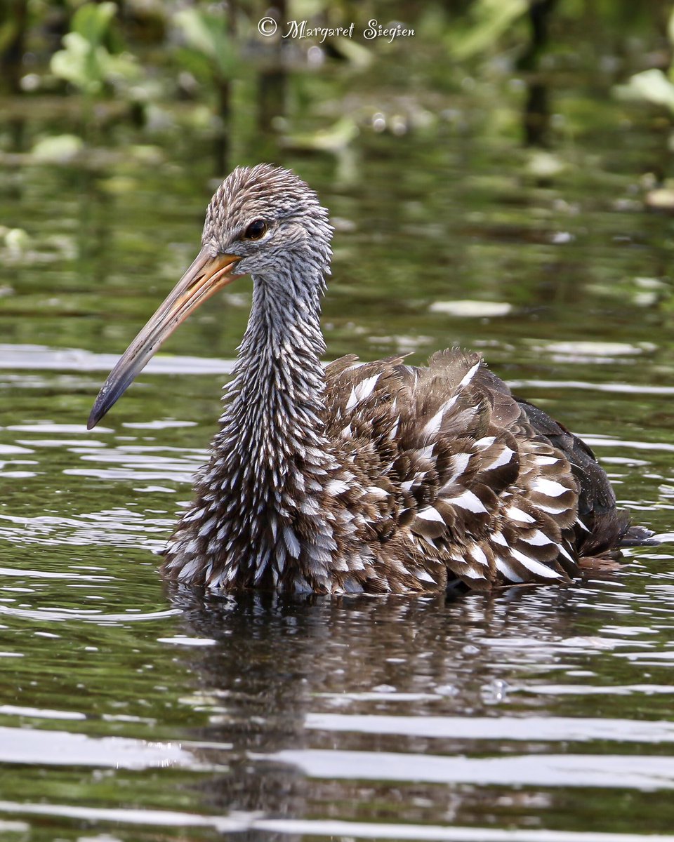 NatureXposure's tweet photo. ~Limpkin~
It inhabits freshwater marshes and swamps, often with tall reeds, as well as mangroves. 

#bird #wildlife #birdphotography #wildlifephotography #nature #BirdTwitter https://t.co/WzZRkEUZ4z