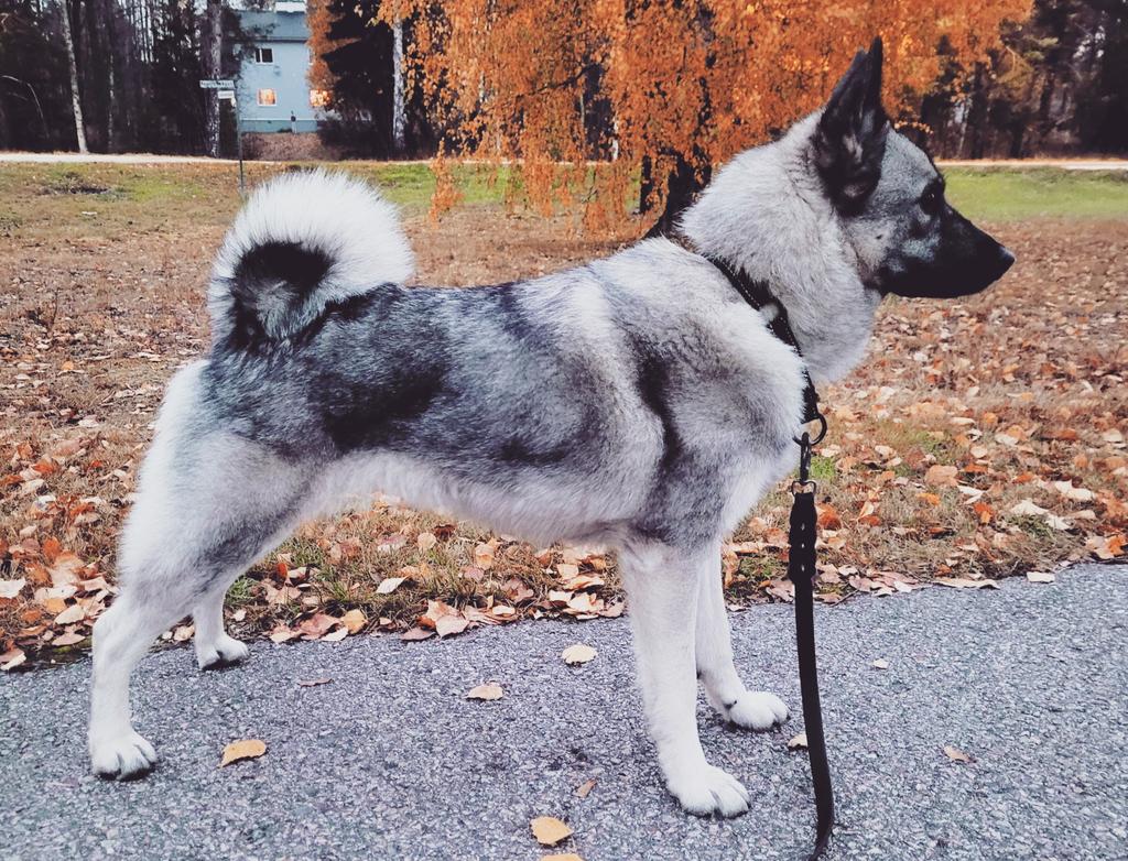jonasvildmark's tweet photo. Familjehund, gårdshund, instruktörshund och jakthund Anchi. Älgspecialist med stor arbetslust. Tveka ej förfrågan, då ni behöver ett hundekipage till er älgjakt eller ett älgeftersök.
#gråhundenanchi #ledhundsjakt #bandhund #norskälghundgrå #gråhund #viltförvaltning #eftersök https://t.co/KOqyFmwYJA