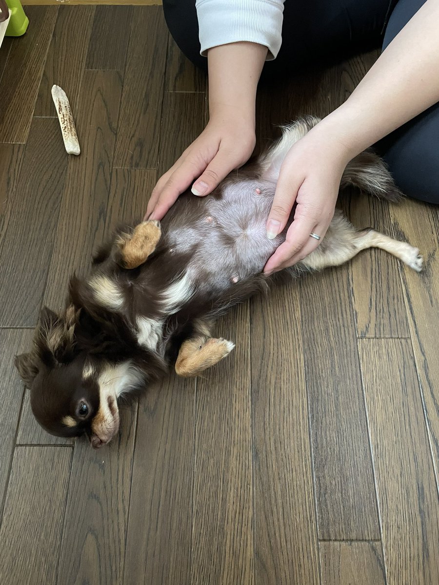 TMH_breeder's tweet photo. チワワのココアちゃん、昨日妊娠50日目を迎えました☺️
もうすぐ出産だ！ドキドキする💓
#チワワ妊娠
#チワワブリーダー
#茨城県ブリーダー https://t.co/sm5jFiUYvx