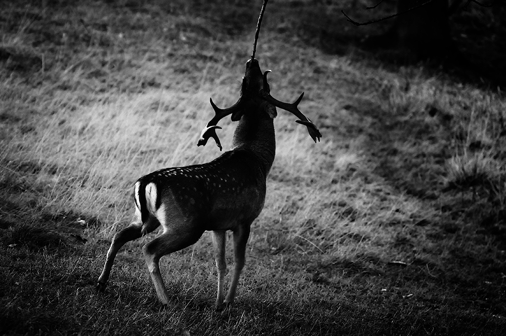 A Year with Deer tweet media