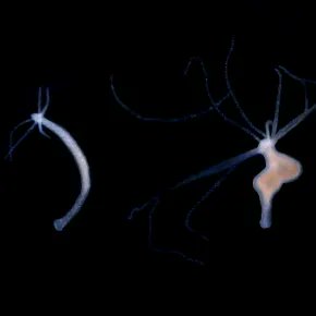 CNRS_OccitaniE's tweet image. #MinuteScience | Grâce à quel modèle des chercheuses et chercheurs @MIVEGEC ont exploré les conséquences écologiques des modifications phénotypiques associées aux tumeurs ?

Réponse ➡️ occitanie-est.cnrs.fr/fr/cnrsinfo/qu…

@CNRS @INEE_CNRS @ird_fr @umontpellier