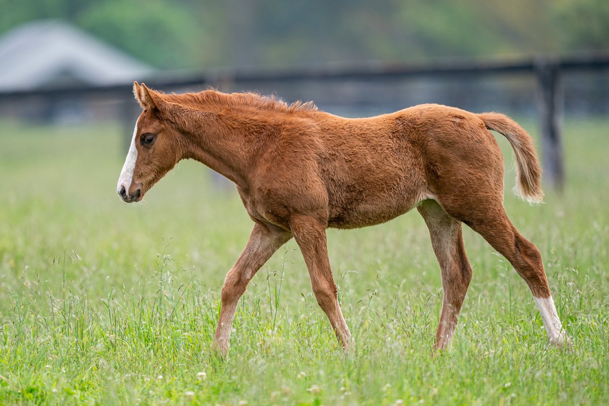 ArrowfieldStud's tweet photo. No mistaking who this girl's dad is! She's the daughter of 3-time G1 winner Admire Mars out of multiple city-winner Sunday Sassy.  #admiremars #createyourgreatness https://t.co/O6eMA8GsjK