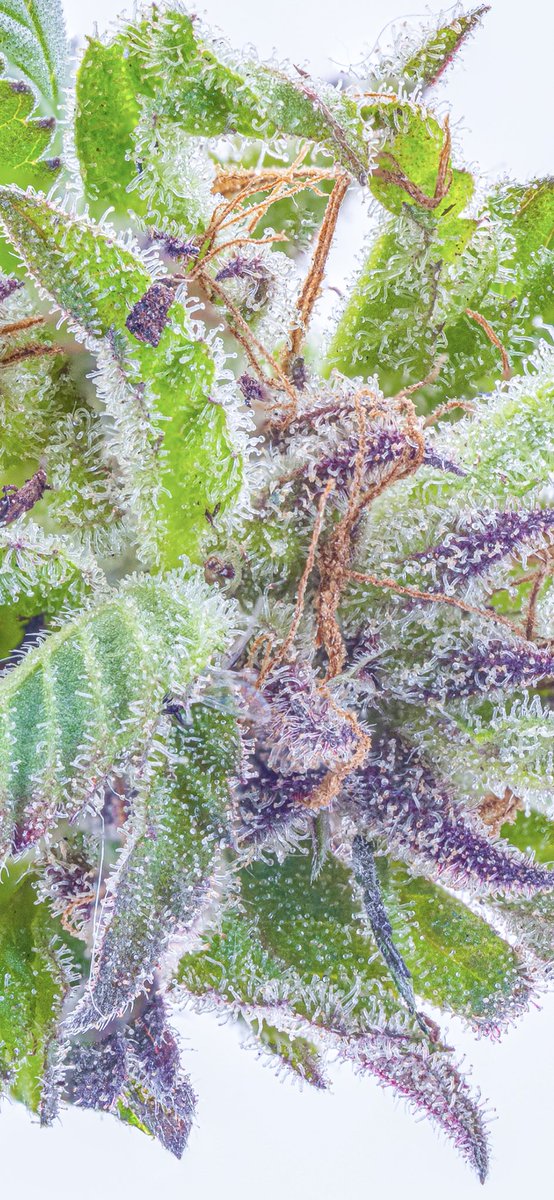 Some #plant a little over exposed tho #macro #nugshots