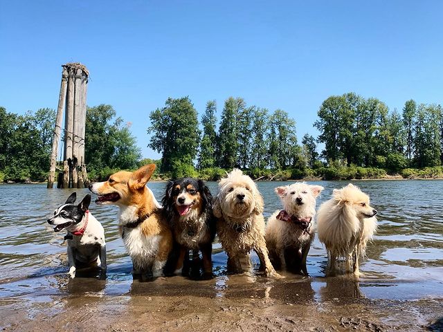 #petdog #dog #
