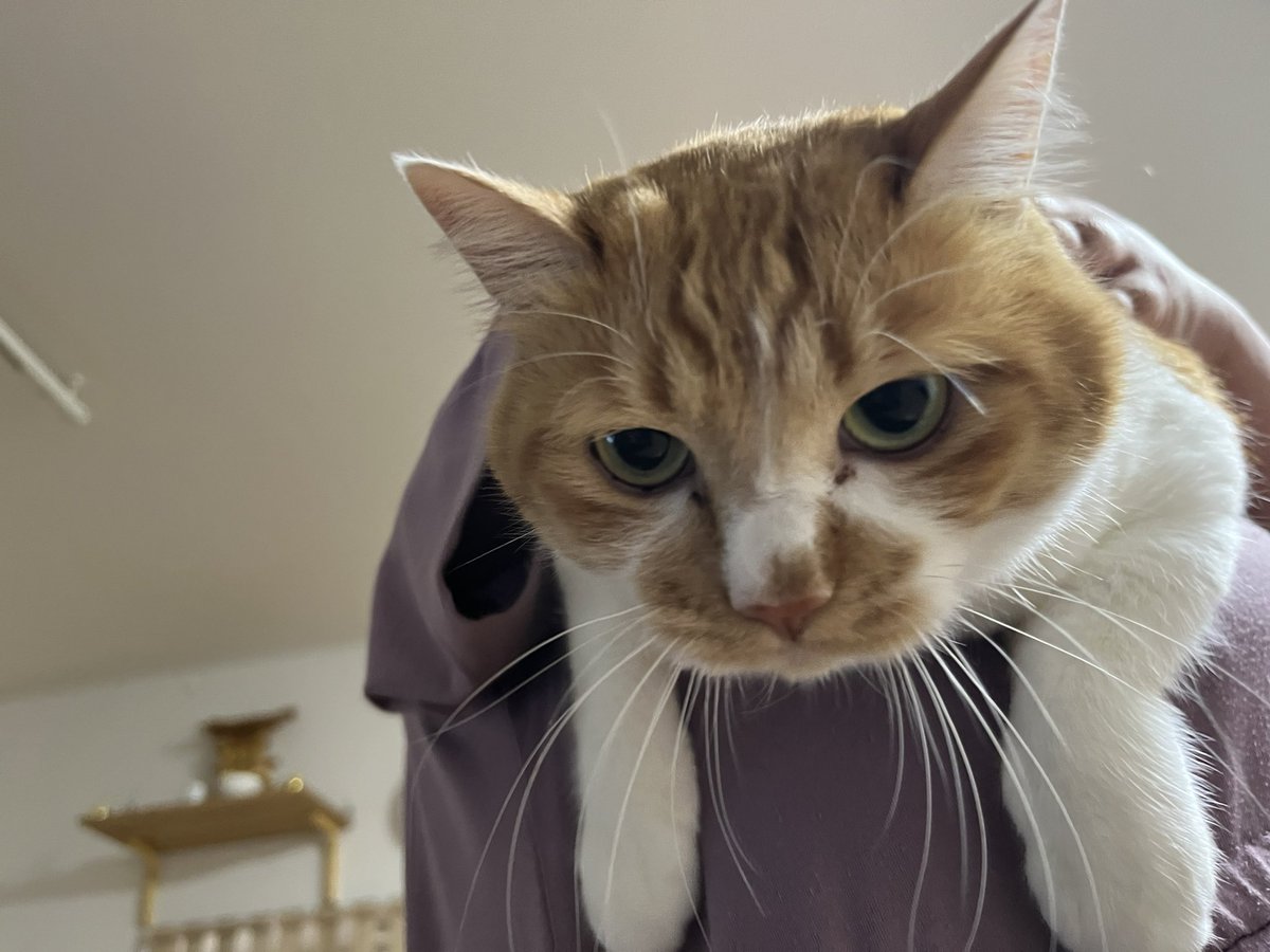 domoten37's tweet photo. 担がれ猫。
#domoten37 
#ぱっぱちゃん
#保護猫
#猫部屋
#猫のいる暮らし
#猫のいる生活
#猫好きさんと繋がりたい
#茶トラ
#茶白 https://t.co/aD5VdvtRWN