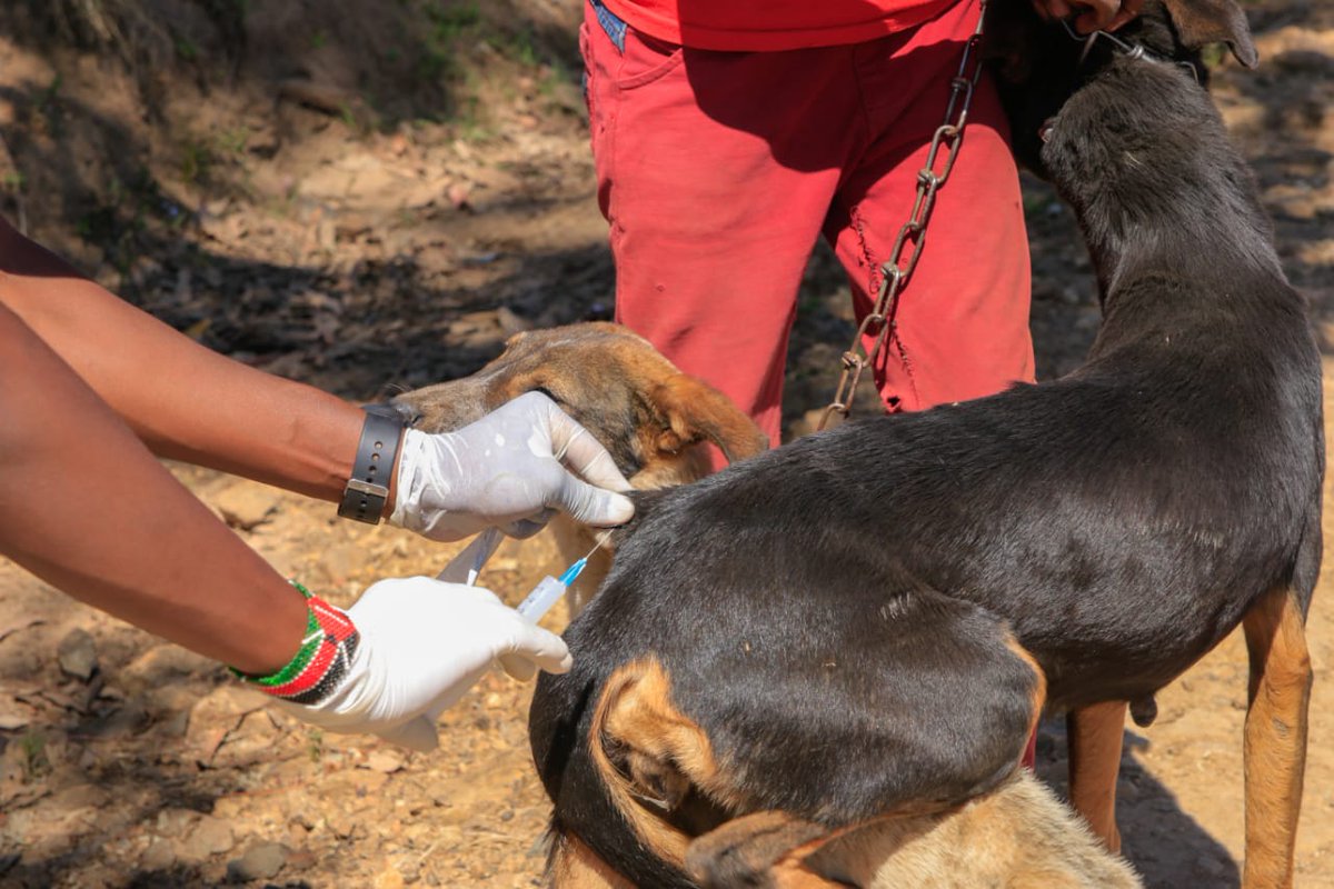 MpalaWildDogs's tweet photo. #DYK
Globally #rabies causes an estimated cost of US$ 8.6 billion per year.
Gearing up for the 3rd week of #LRVC2022. We will be vaccinating both dogs and cats against rabies in Rumuruti, Laikipia West.
@WHO
@RabiesAlliance
@mpala_rc
@LaikipiaCountyG
#ZeroBy30 #Endrabies https://t.co/Y95cPrb4TT