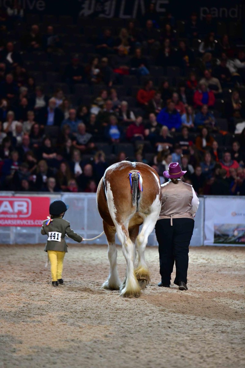 emma_lightbowne's tweet photo. @MissCSwan_ E had an amazing time at the world Clydesdale show and got 3rd prize for her handling skills as well as meeting a great ambassador for the breed @DunipacePS https://t.co/rk6zhtP2d7