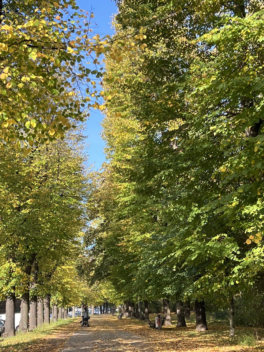 SeydaEmek's tweet photo. Autumn in Berlin. 🍁🍁🍁 https://t.co/TAdrbiIXrH