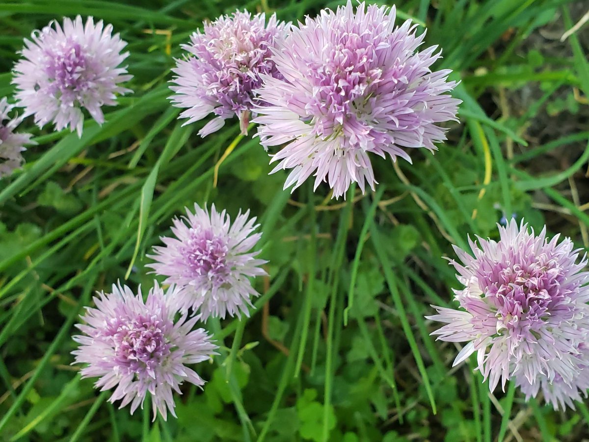 SpringRhyme's tweet photo. Garden
#chives #Purple #green #yummy #Flowers #flower #flowerphotography #garden #gardening #GardeningTwitter #gardens #purpleflower #Food https://t.co/ZEe6kNfNJF