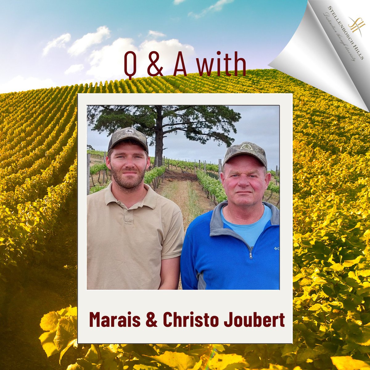 Stellenbosch Hills tweet media