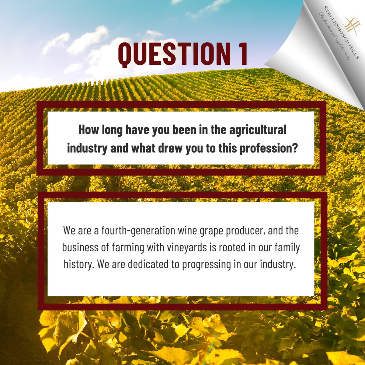 Stellenbosch Hills tweet media