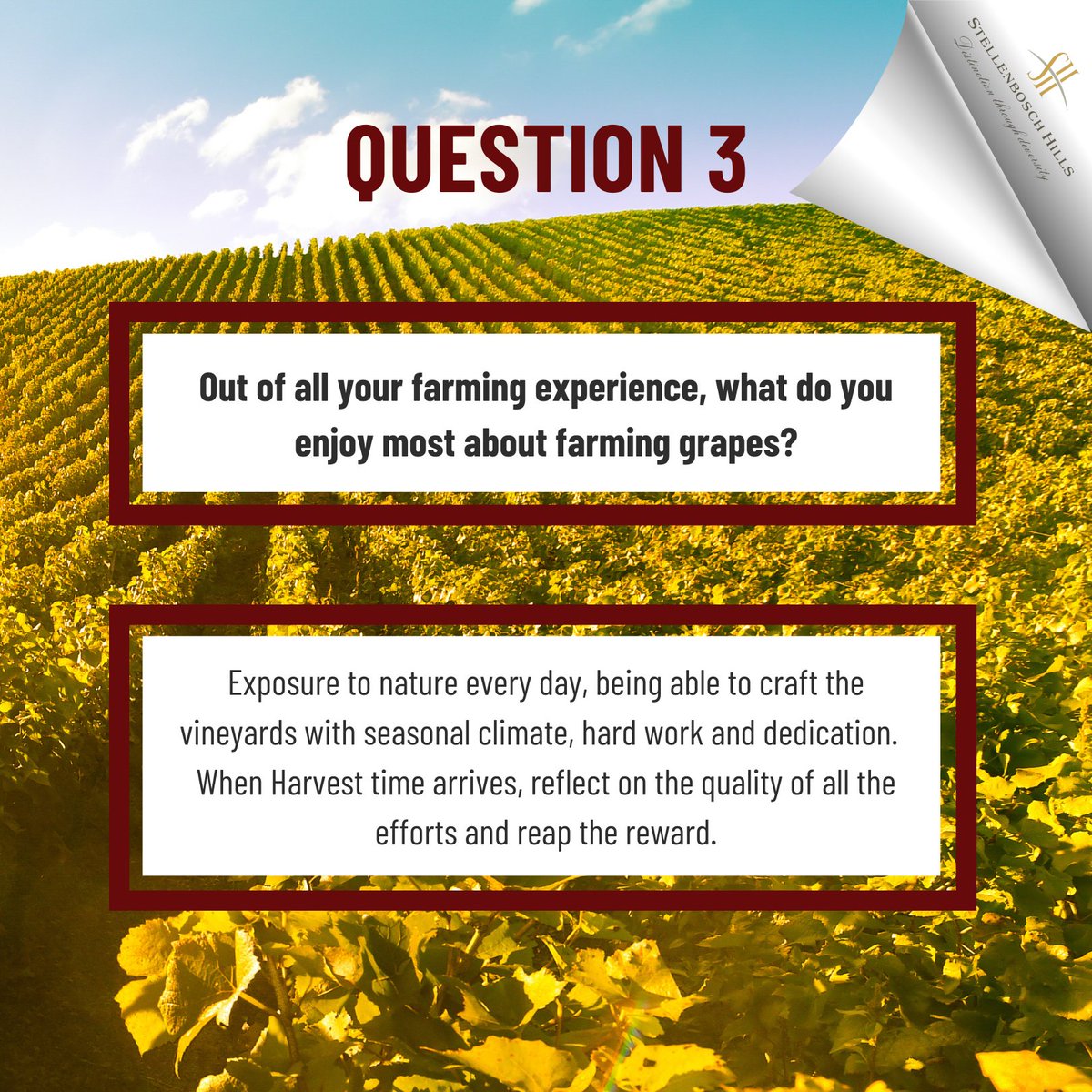 Stellenbosch Hills tweet media