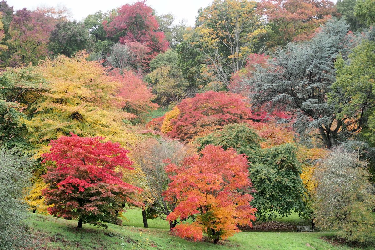 Good morning, the colours of autumn at the Winkworth Arboretum 😊