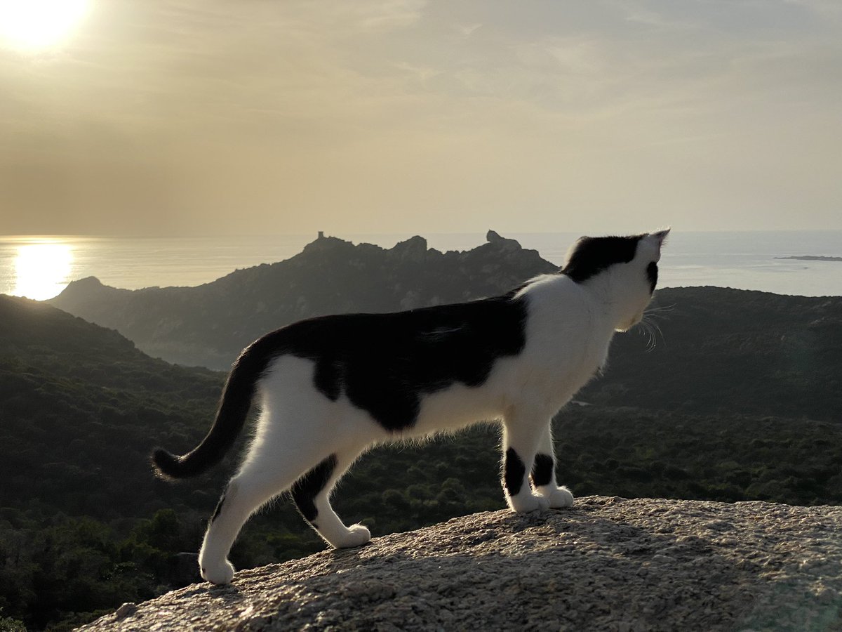 Didierleuenberg's tweet photo. Lorsque la panthère nous accueille au #rocherdulion #corsica #corse #baladas #France #chats #cat #cats https://t.co/tgG0k4z3lC