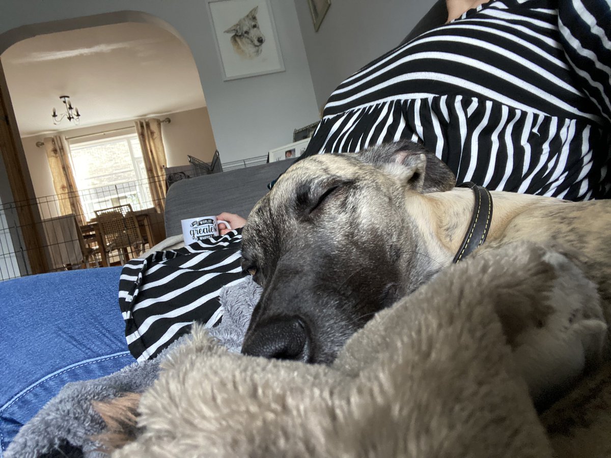 Friends again! #snuggleswithmum #houndsoftwitter #dogsoftwitter #whippetsoftwitter