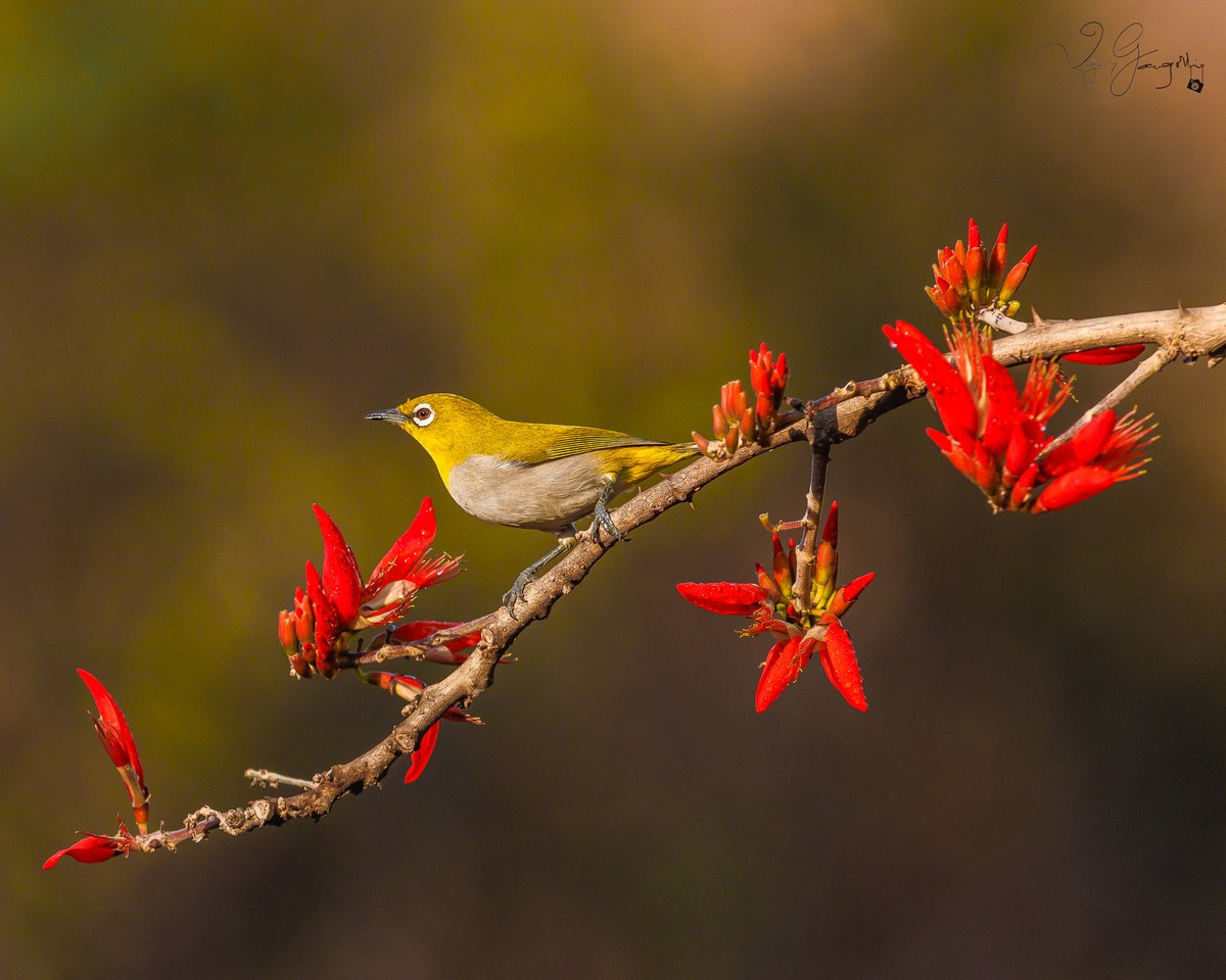 vijgang's tweet photo. Nature's work of art! Oriental White Eye posing for the camera, Bangalore, KN, India
.
.
.
#eosr5
#canonindia #canonindia_official
#animalplanet
#natgeowild #natgeoindia #natgeoyourshot #yourshotphotographer
#wildlifephotography #wildplanet #wild
#natureinfocus #audubonsociety https://t.co/qY2ORInWRV