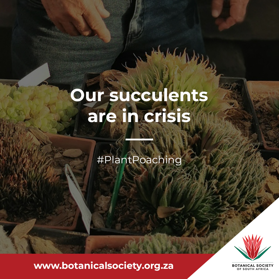 Our #succulents are in crisis! Due to a rapid rise in the global demand for #SA succulents since 2019, poaching &amp; illegal trade have had a detrimental impact on our species populations. #BotSocSA, our members and our partners are taking action: botanicalsociety.org.za/succulent-plan…