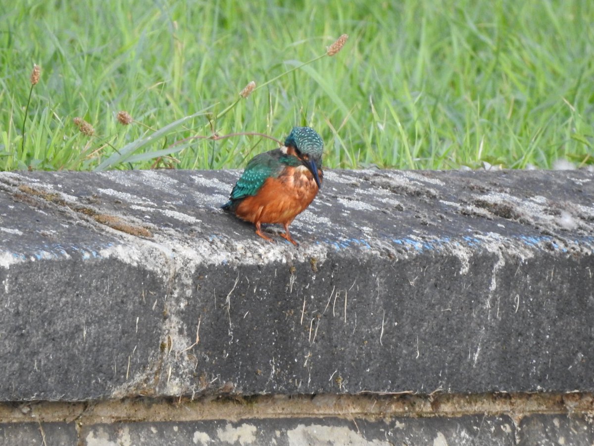 CanalRegent's tweet photo. A #kingfisher next to #Coppermill Tower @E17Wetlands. #londonbirds #walthamstow #birdsseenin2022 #nature #wildlife #TwitterNatureCommunity #birding #birdphotography https://t.co/2xVBSiBJVm