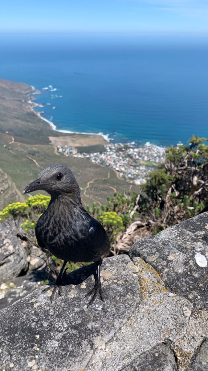 Sourz22's tweet photo. Table Mountain walks are the best 🚠⛰🌊☀️ https://t.co/CG2nvfKizn