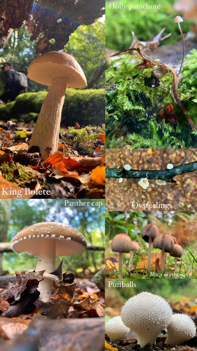 The variety of fungi in the New Forest is just incredible! All of these species were found within two days 😍🍄