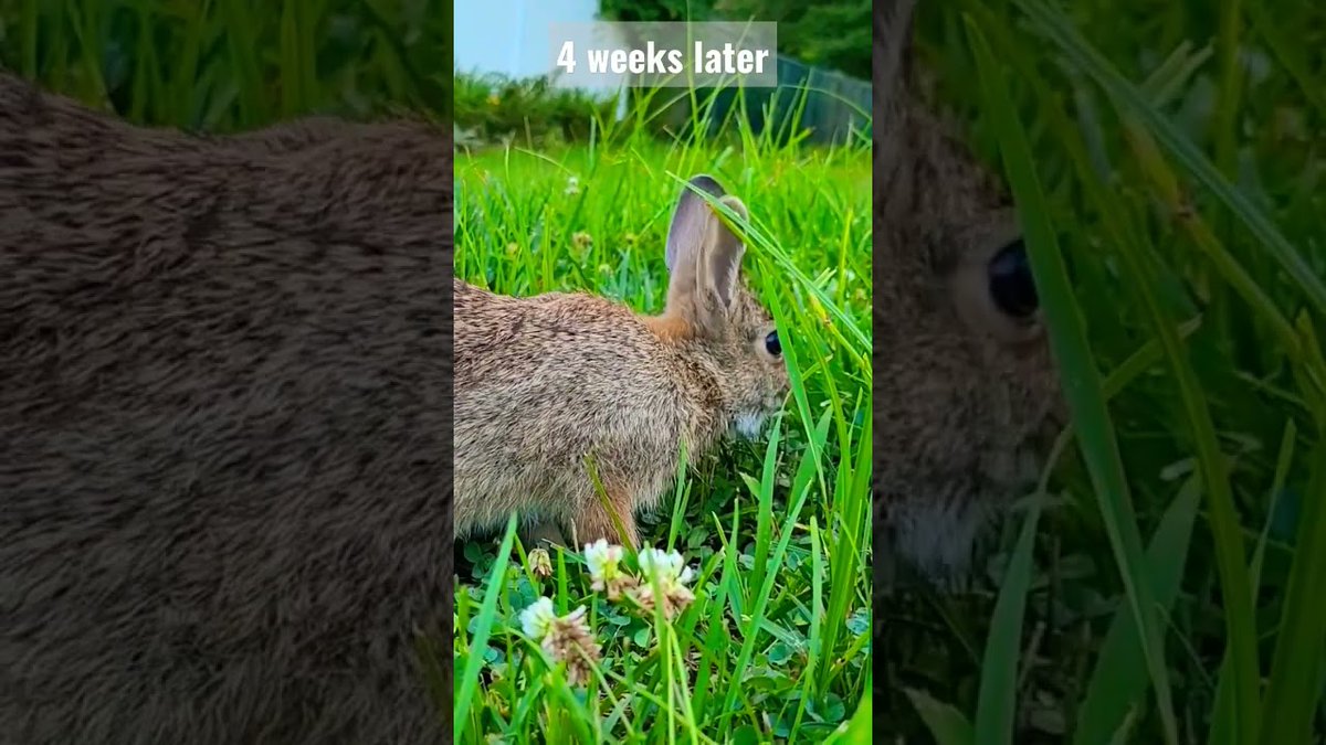 Cute baby #Bunny grew up in our backyard and stuck around ##Shorts ##Bunny
 
rabbitvideos.com/84777/cute-bab…
 
#BabyBunny #BabyRabbit #CottontailRabbit #CuteBabyBunny #CuteBabyRabbit #CuteBunny #CuteRabbit #Rabbit