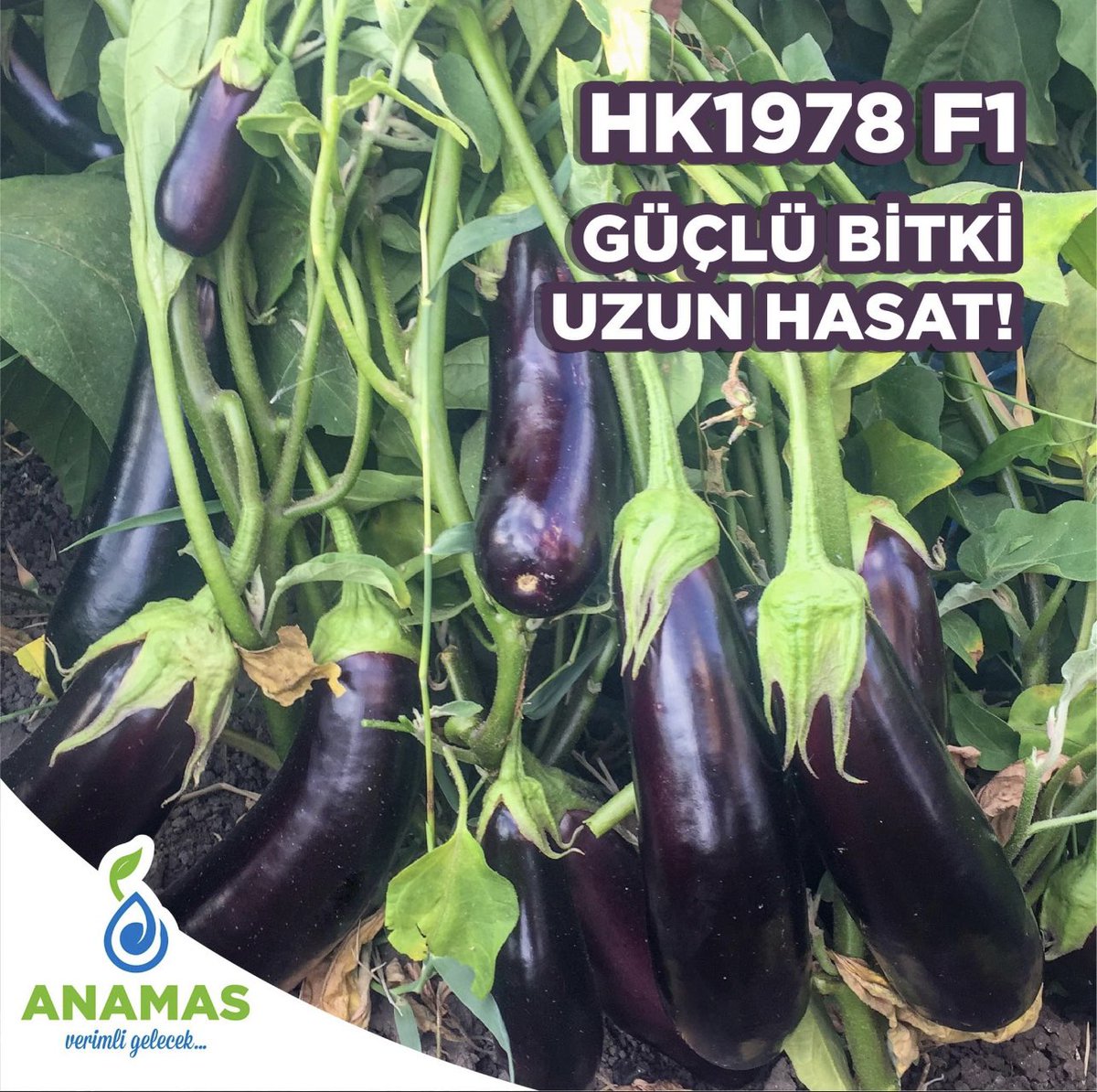 anamastohum's tweet photo. 📌 HK1978 F1 Patlıcan 🥇🥇🥇
✅Tek ekim
✅Uzun hasat periyoduna sahip, erkenci
✅Uzun ve silindirik meyve
✅Meyve rengi koyu siyah
✅23 - 25 cm
#seeds #SeedsColor #SeedsOfLove #SeedSearch #agriculture #hybridseeds #vegetables #pepperseeds #agricultureturkey https://t.co/0Ah9MwAwmK