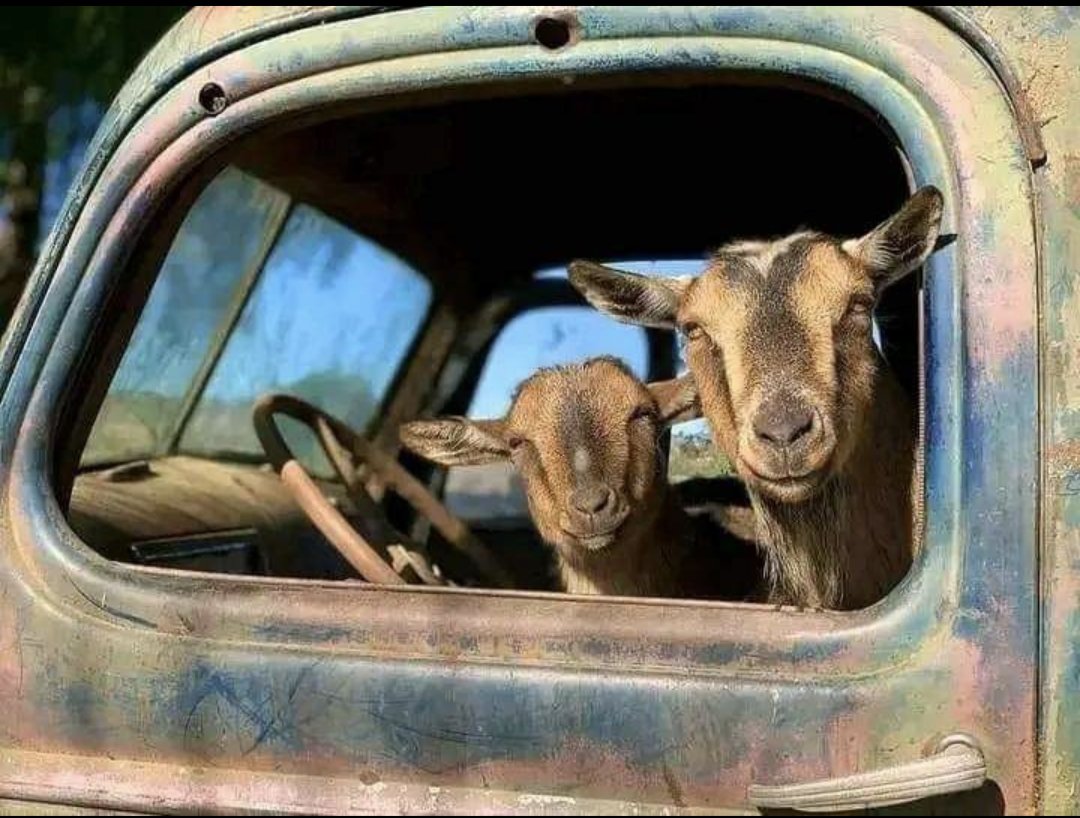 #WhatsappDown everybody on twitter right now