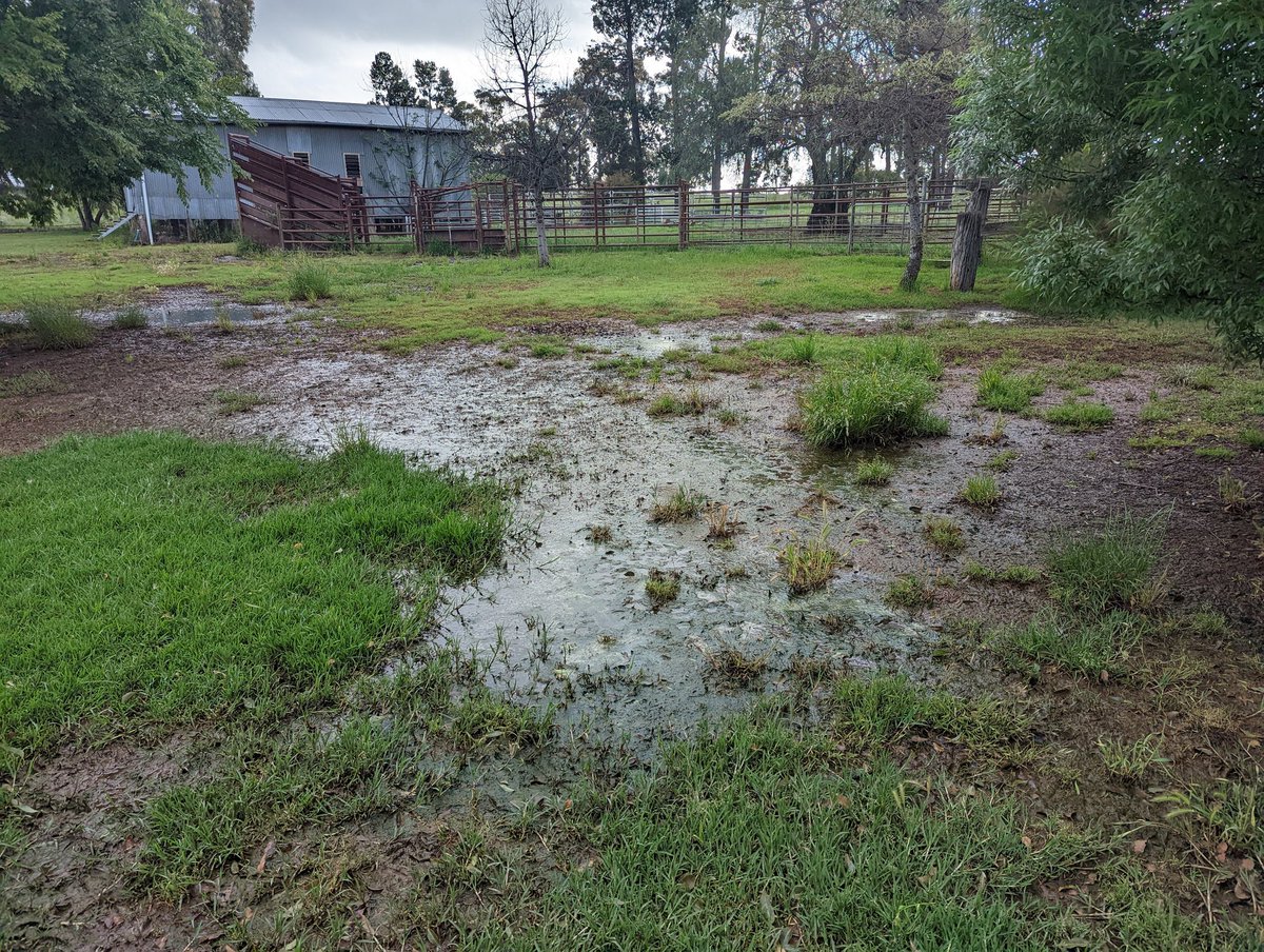 chapple_craig's tweet photo. What profession would I be needing to look for to get assistance with unwanted water? The paddocks are the same but the house yard is the issue at the moment.
#asktwitter https://t.co/wtdG2q393j
