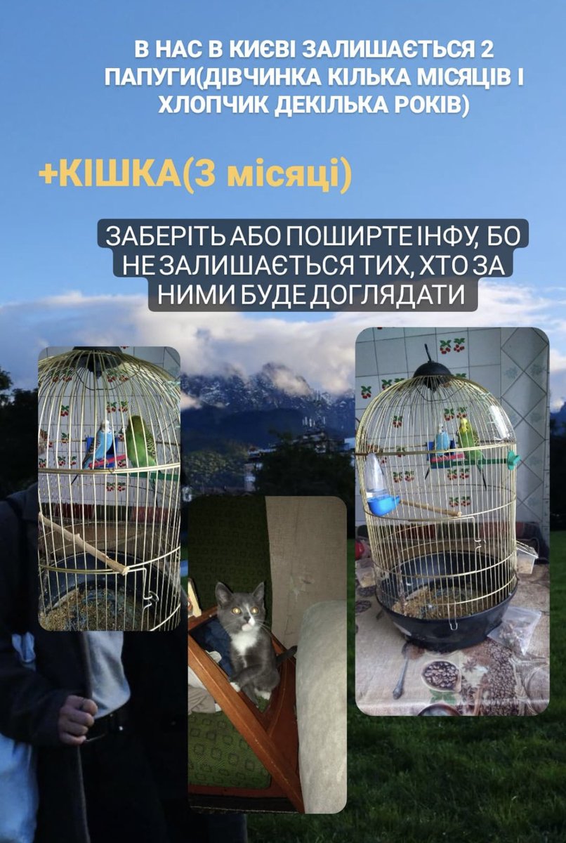 dashadasha9590's tweet photo. Ранок почався з того, що я випадково потрапила на сторіз 17річного хлопчика, який втратив обох батьків. А потрапила тому, що хлопчик шукає нових власників своїм хвилястим папугам і кішці. https://t.co/L3OVWJfE0z