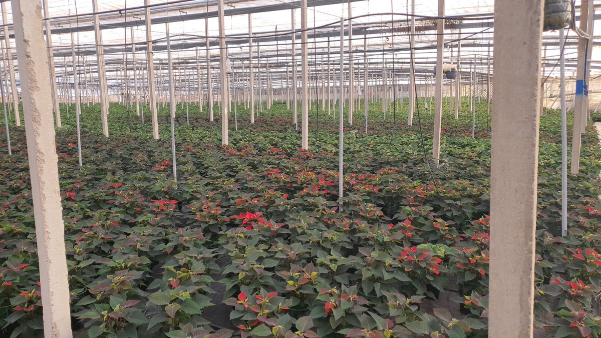 luistrillomata's tweet image. En 10 días salen los primeros....
#FelizMartes
#AgriculturaEnVena