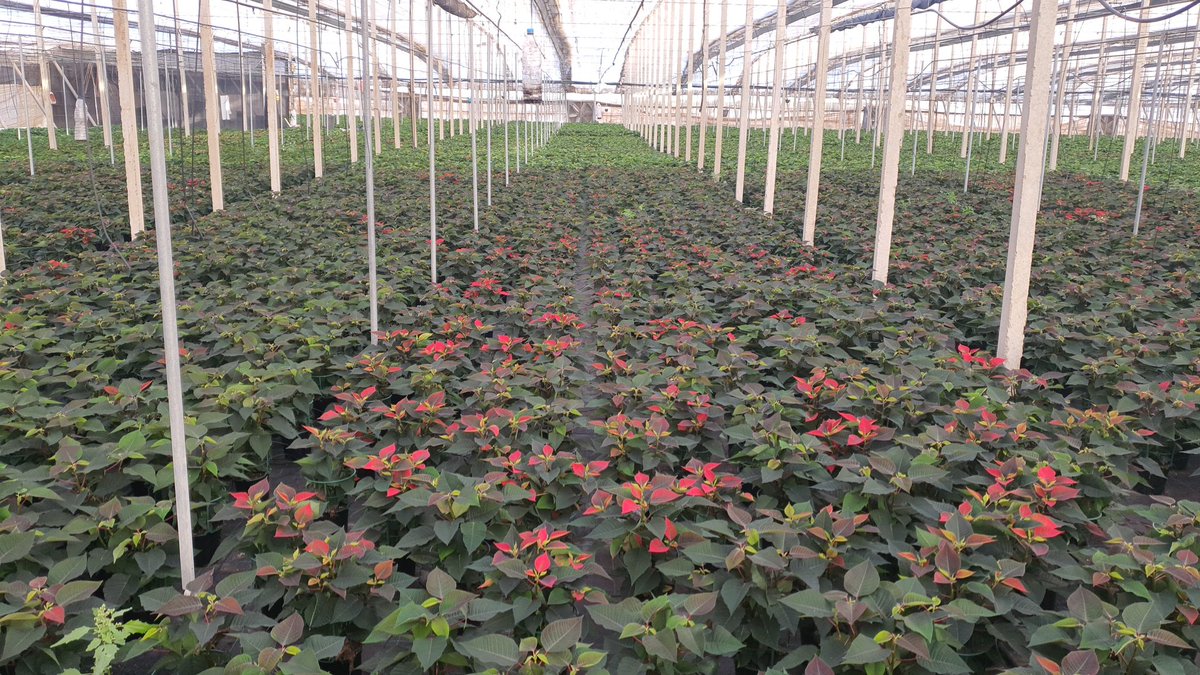 luistrillomata's tweet image. En 10 días salen los primeros....
#FelizMartes
#AgriculturaEnVena