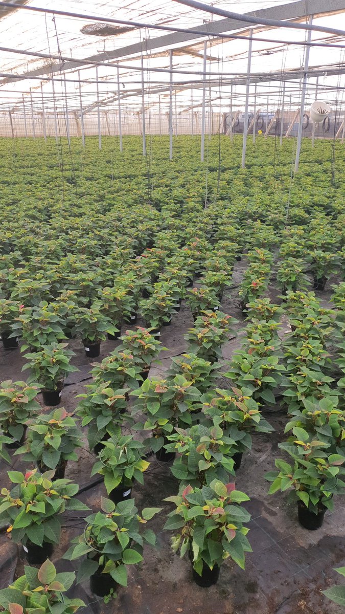 luistrillomata's tweet image. En 10 días salen los primeros....
#FelizMartes
#AgriculturaEnVena