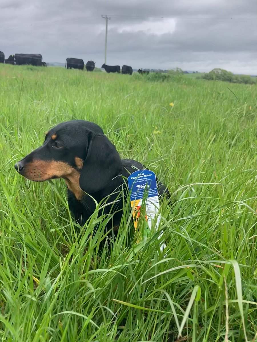 The rain stayed away for a great Pasture Principles session today. 

Estimating that Penny the dachshund represents approximately 4000kg DM/ha? 🤔