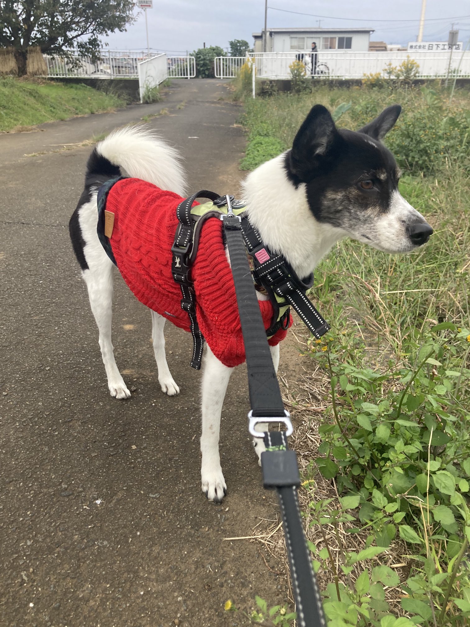 白黒の犬 Twitter Search Twitter