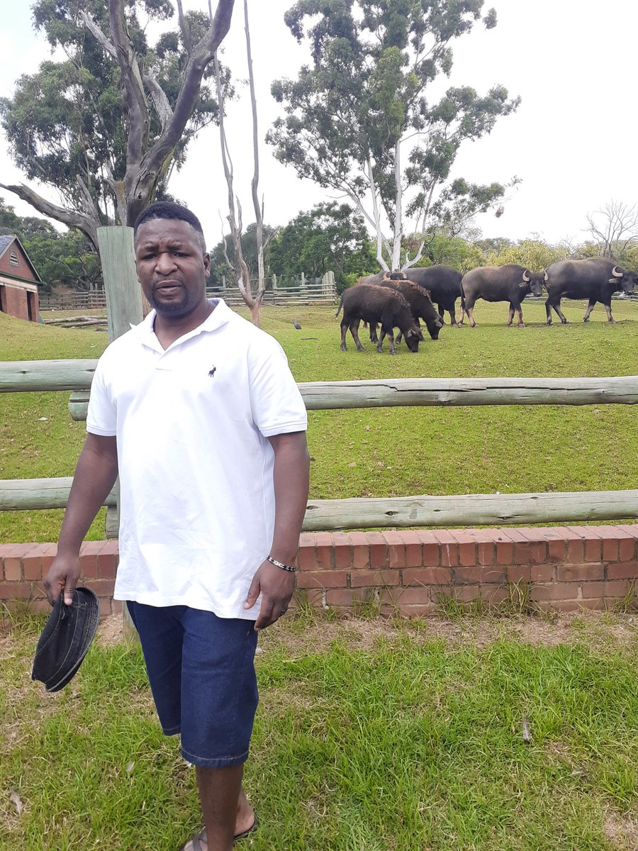 Looking after the Buffaloes