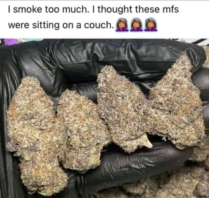 Daviss420's tweet photo. 💀😆🍃💚
#420humour #420community 
#420friendly #420life https://t.co/ZNG6iCBj6n