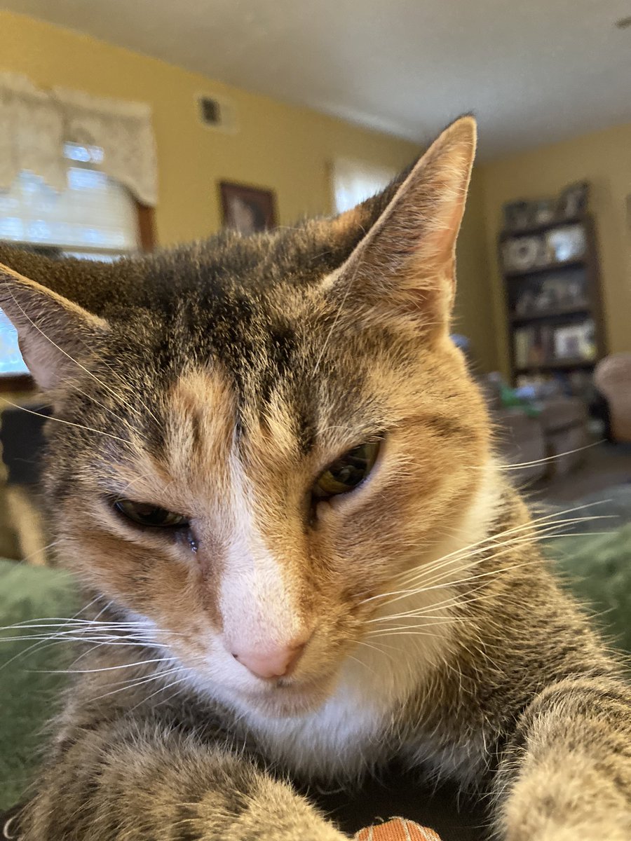 Redheadmom66's tweet photo. Taco Marie “I’m the favorite kitten”😻 https://t.co/mX7Cs0ahLX