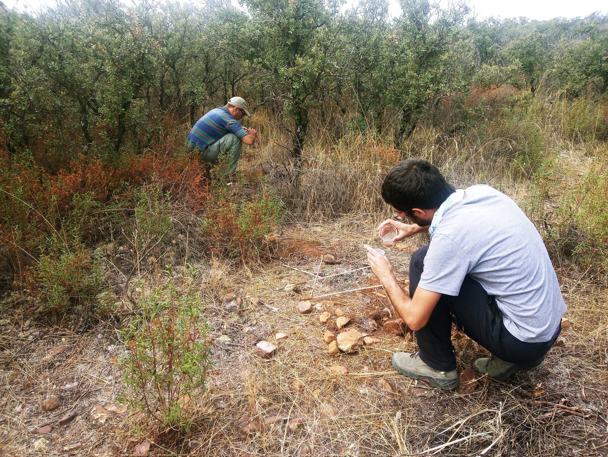 agRobles (@aglez_robles) on Twitter photo Entra el otoño🍂 y toca cerrar los muestreos de insectos de suelo🕷🐞🐜 de las nuevas fincas experimentales <a href="/olivaresvivos/">LIFE Olivares Vivos+</a>!🌿 Esta semana parte del equipo hacemos ruta por #Toledo y #Extremadura 😎 Entra el otoño🍂 y toca cerrar los muestreos de insectos de suelo🕷🐞🐜 de las nuevas fincas experimentales <a href="/olivaresvivos/">LIFE Olivares Vivos+</a>!🌿 Esta semana parte del equipo hacemos ruta por #Toledo y #Extremadura 😎