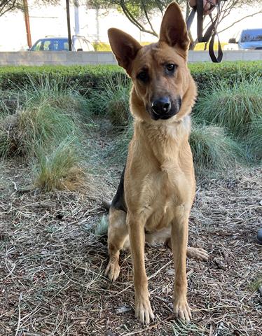 HEY! My name is Jin and I am an unaltered female, brown and black Mixe… petharbor.com/pet.asp?uaid=L…