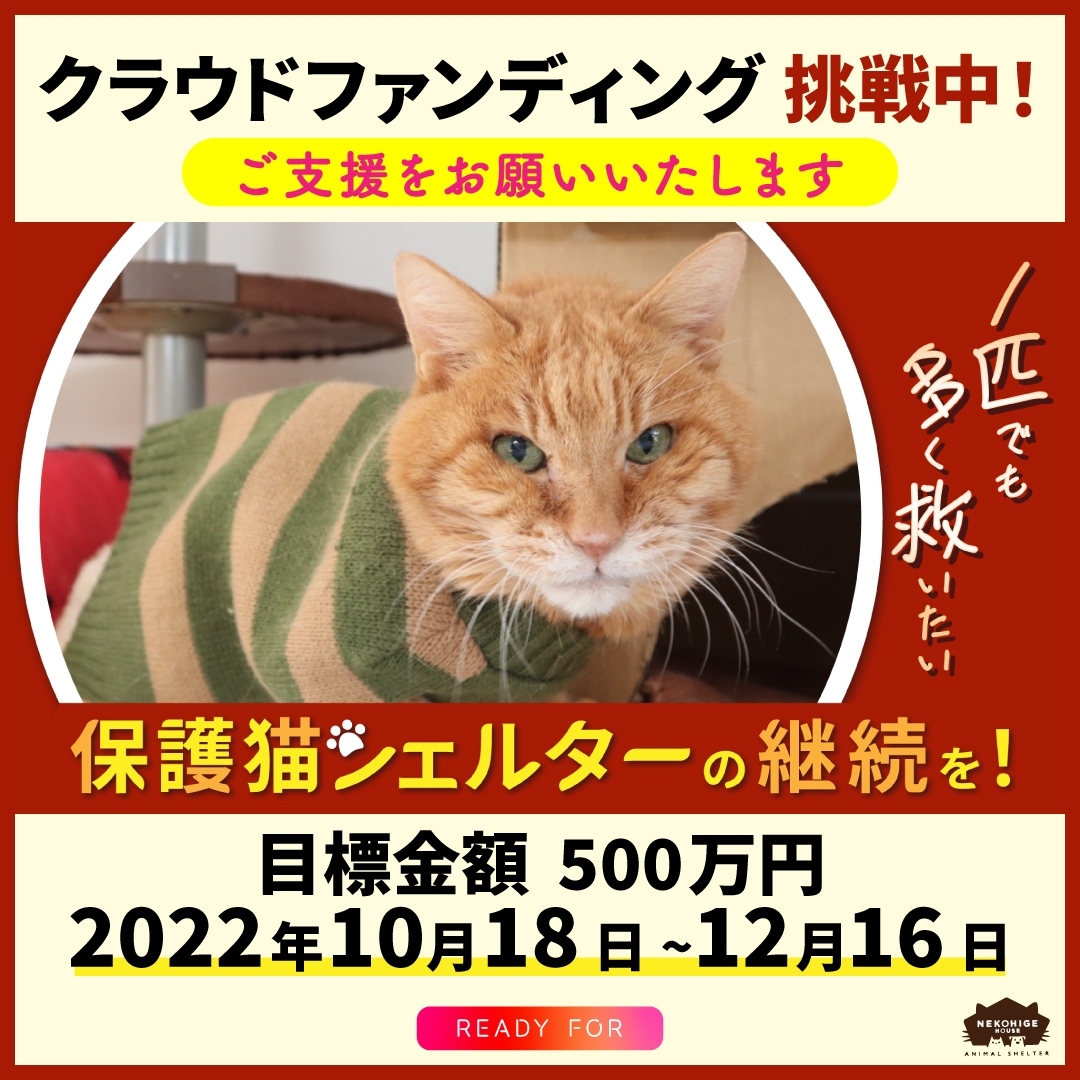 上品な シロネコ様 ご専用 econet.bi