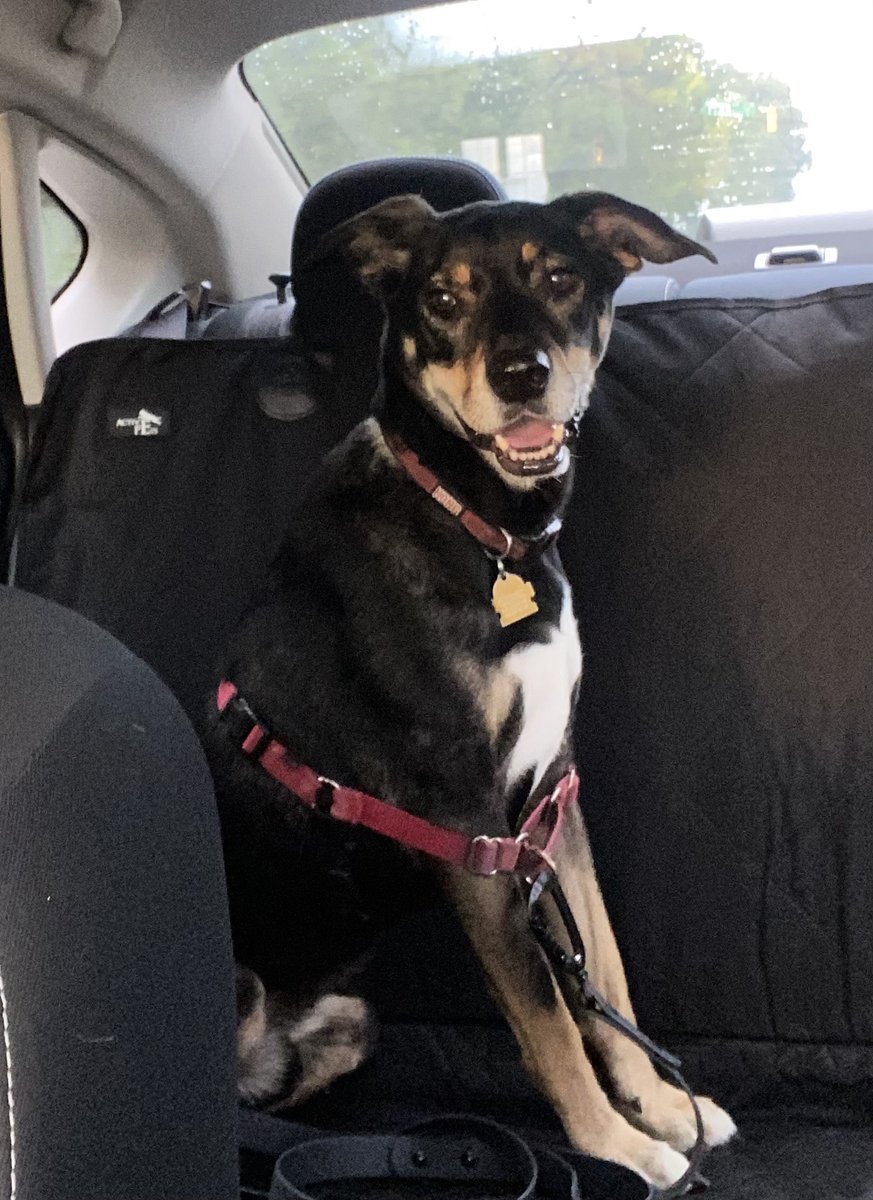 Merisea211's tweet photo. https://t.co/w5XYKdjZGZ

PLEASE RETWEET. Help us bring our boy home. #lostdog #seattle #pawboost #help https://t.co/PpjX9VQwxX