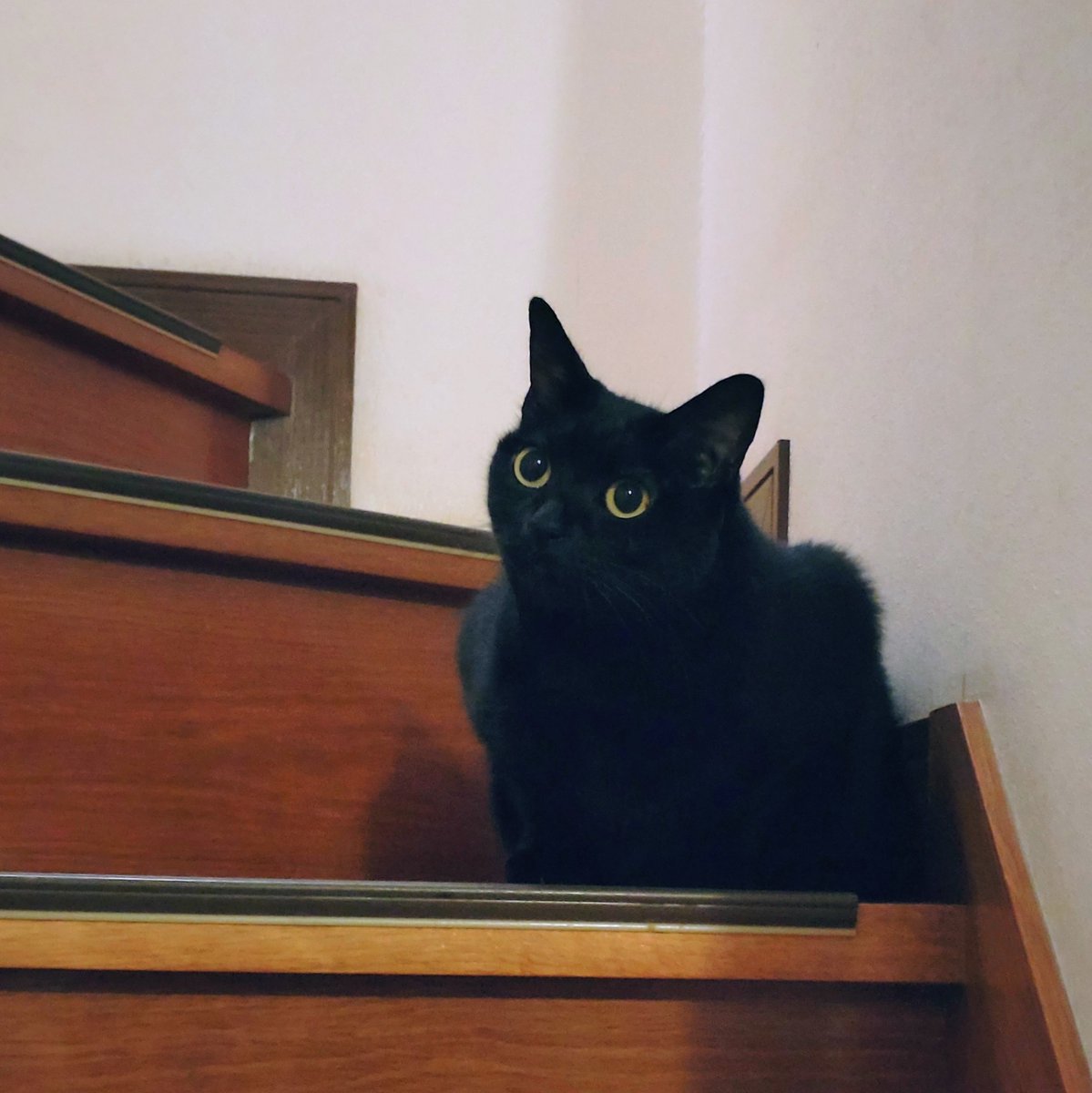 黒猫 - Twitter Search / Twitter