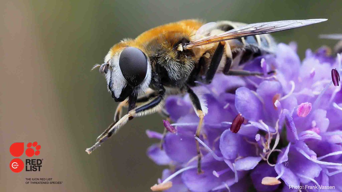 IUCN's tweet photo. Over 1/3 of hoverflies are threatened with extinction in Europe, showing the urgent need to transform all sectors of our economies, especially #agriculture, to become #NaturePositive and sustainable.
 
Learn more in the European @IUCNRedList assessment https://t.co/iN8Fnk7gJ0 https://t.co/2FBvU2PNPU