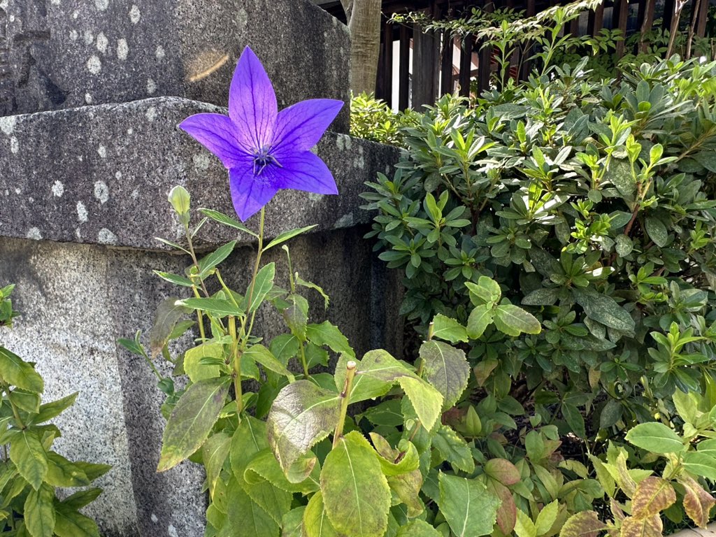 kaiunmagnet's tweet photo. 【晴明神社】
⭐︎御祭神:安倍晴明御霊神
⭐︎ご利益:魔除け、厄除け

紫の桔梗が咲きとても綺麗でした😊

#晴明神社　#京都府  #京都旅行   #神社仏閣 #神社仏閣巡り  #厄除け #魔除け #日本の神社 #パワースポット #パワースポット巡り #パワースポット神社 #旅行 https://t.co/AO8s1r3Vs4