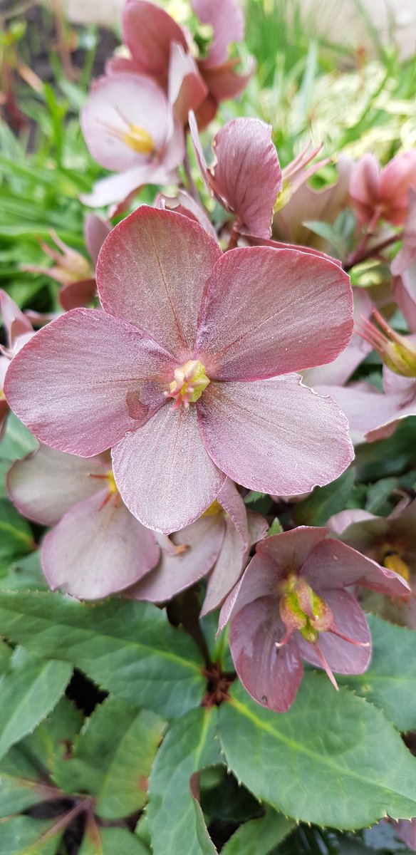 NordicKay's tweet photo. Good morning Tweeps, it's grey but pretty mild this side of of Cheshire. Have a great day. ππ±πΈπ#garden #gardening #flowers #hellibores #GardeningTwitter #gardensoftwitter https://t.co/ROeZQZ9Wdy