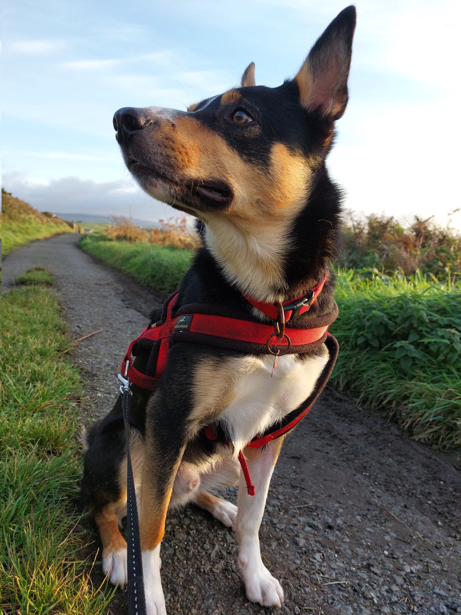 Brocynmoddey's tweet photo. Honnick mee red ennagh heose
#manx #gaelic #collie #isleofman https://t.co/KOQDPLmM9S